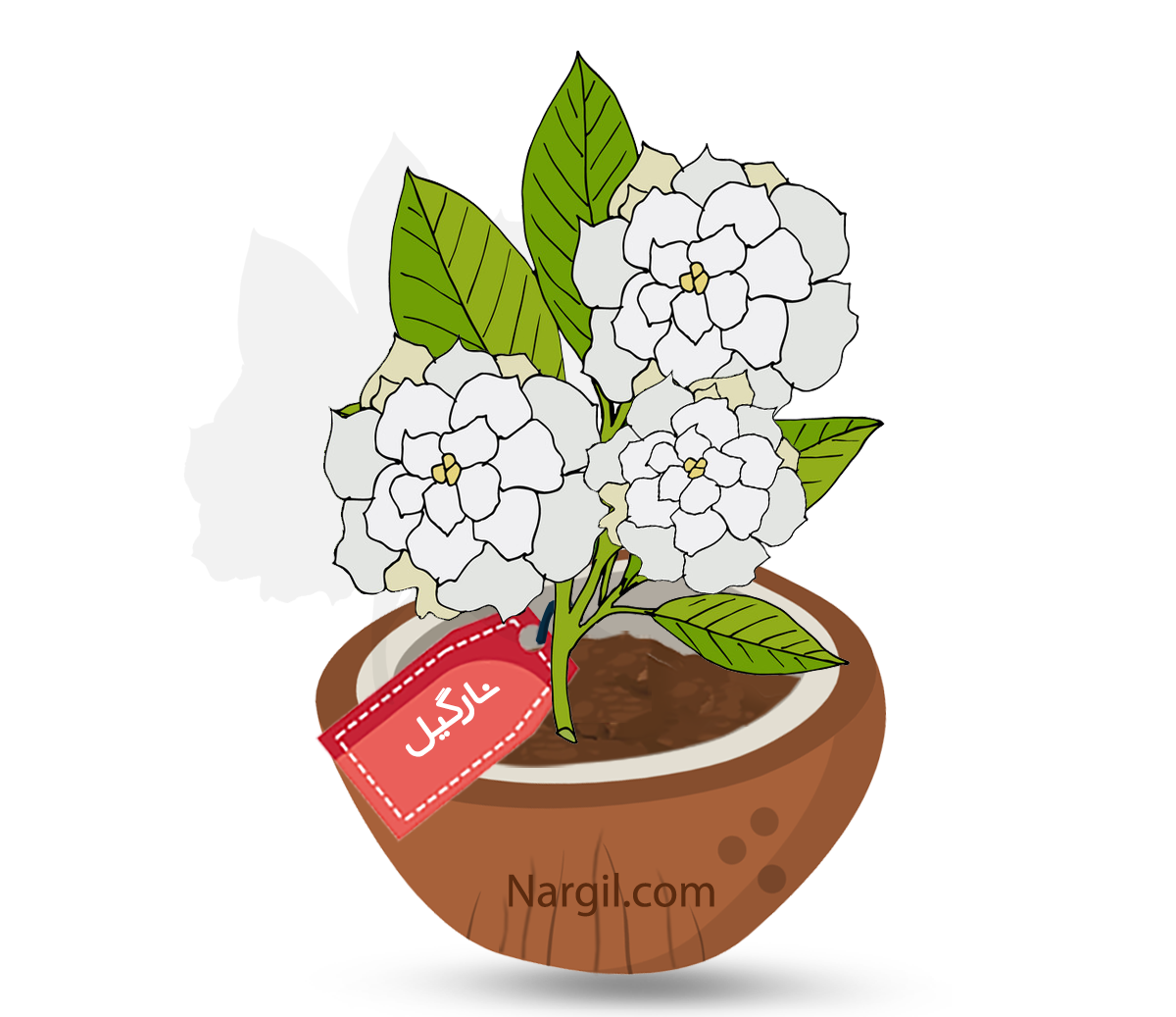  Nargil - common gardenia